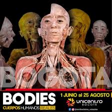 bodies exposicion de cuerpos reales en bogota